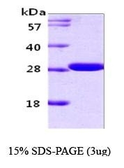 NBC1-18391 - 14-3-3 protein gamma